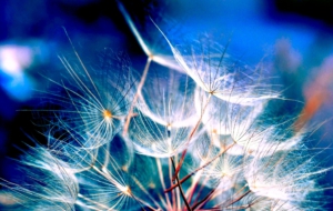 Dandelion HD Desktop