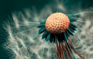 Dandelion High Definition Wallpapers