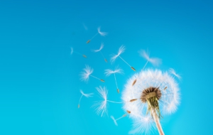 Dandelion High Quality Wallpapers