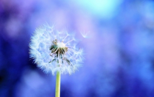 Dandelion Images