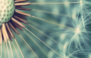 Dandelion Wallpapers HD