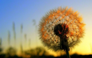 Dandelion Widescreen