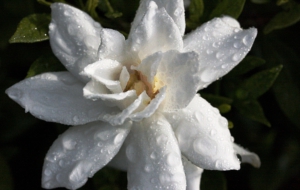 Gardenia Widescreen