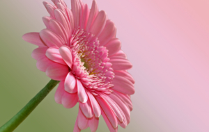 Gerbera Wallpapers