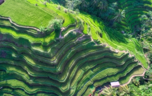 Rice Terrace HD
